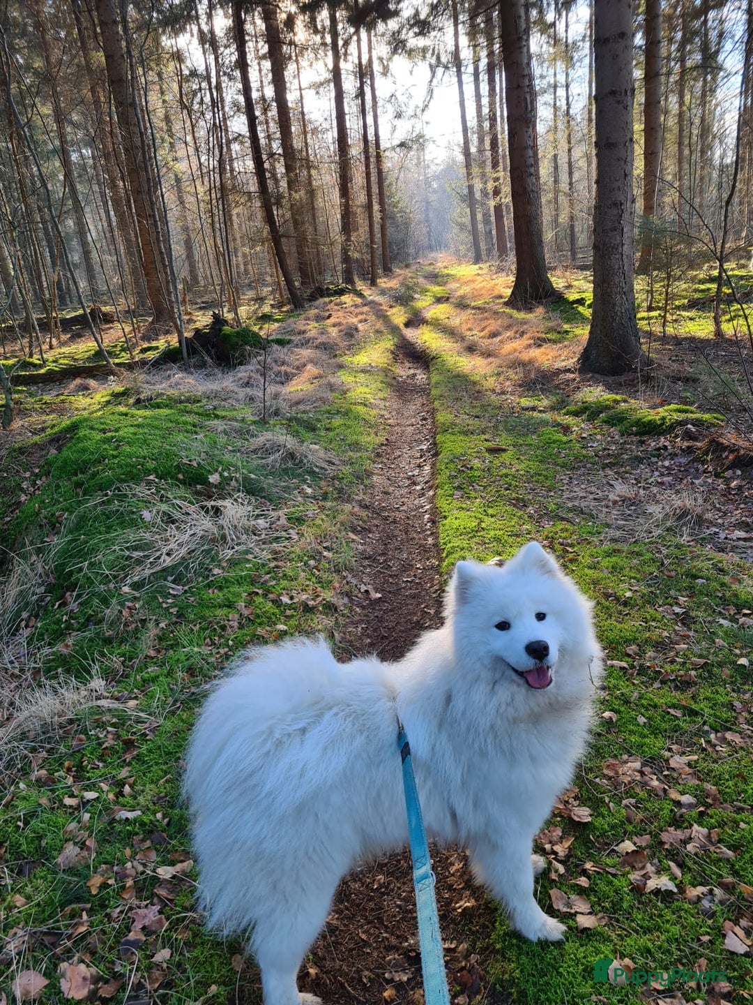 Samojeed honden te koop: Nestaankondiging Samojeedpups begin Augustus - Afbeelding 9