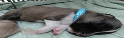 Kruising honden te koop: Nog 4 lieve unieke Mix puppy's. - Advertentie 28