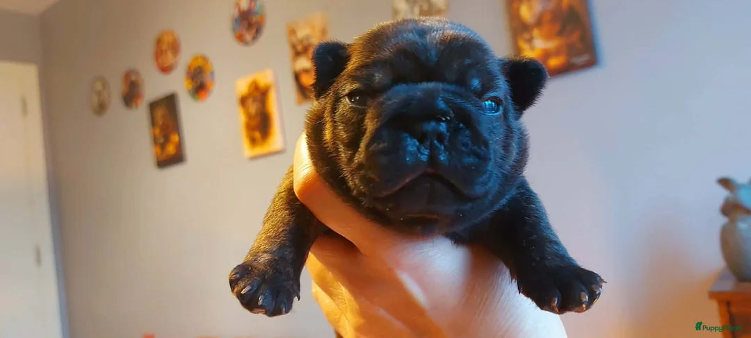 Franse Bulldog honden te koop: Prachtige Franse Bulldog pup met stamboom - Advertentie 1