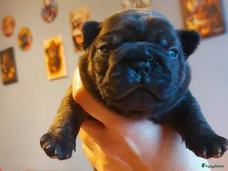 Franse Bulldog honden te koop: Prachtige Franse Bulldog pup met stamboom - Advertentie 1