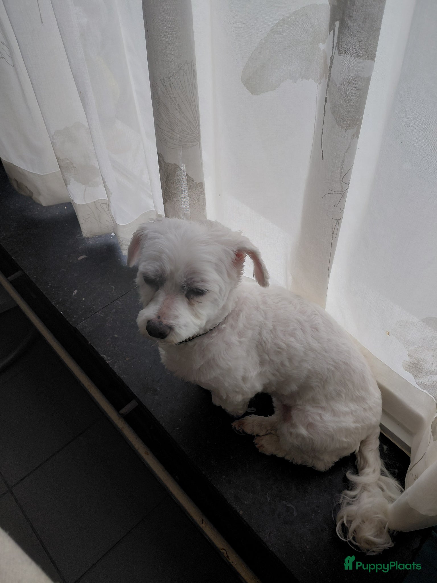 Maltezer honden Maltezer teefje - Advertentie 2