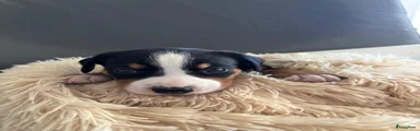 Appenzeller Sennenhond Puppy 5