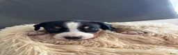 Appenzeller Sennenhond honden te koop: Appenzeller pups - Advertentie 8