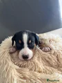Appenzeller Sennenhond Puppy 5