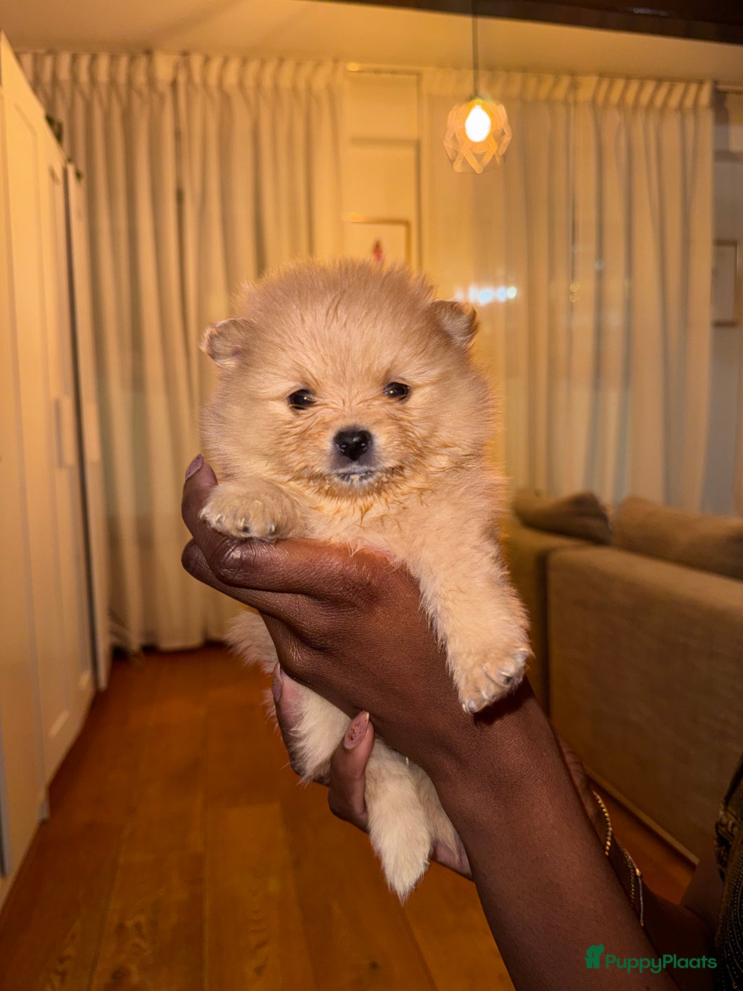 Pomeriaan honden te koop: Cute Pomeriaan Pups – Klaar voor Kerst! - Advertentie 4