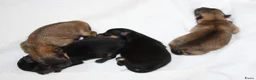 Pomeriaan honden te koop: dwergkees/pomeriaan pups met FCI stamboom - Advertentie 6