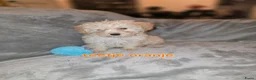 Maltipoo honden te koop: Mooie maltipoo pups 8 weken oud - Advertentie 1
