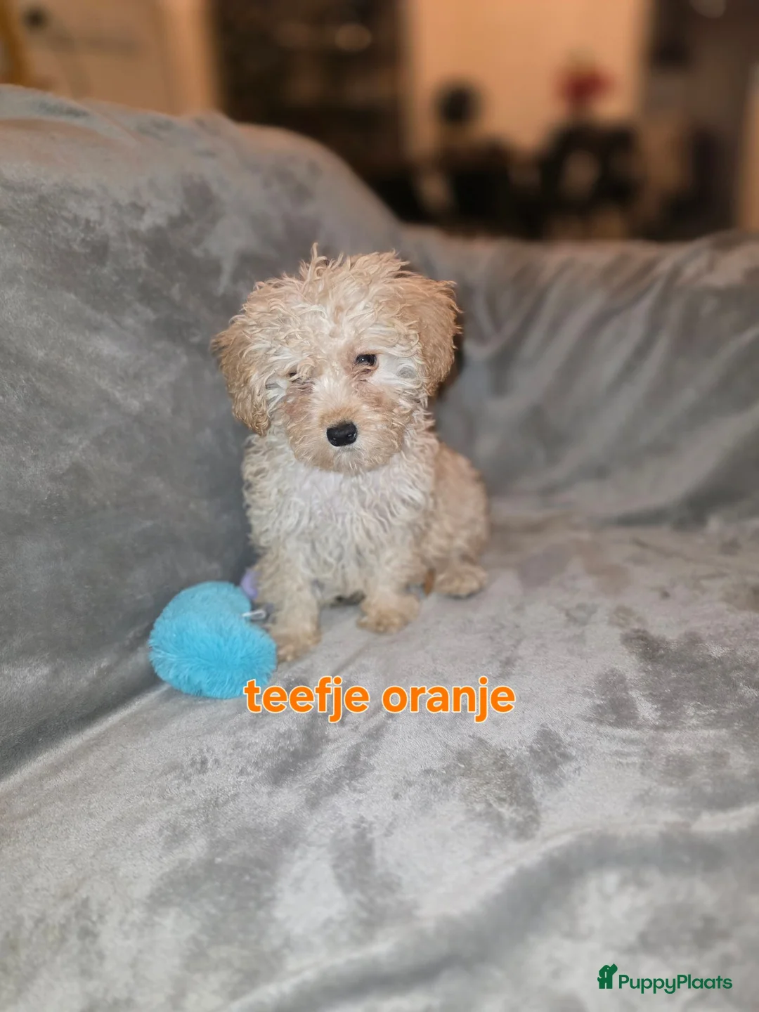 Maltipoo honden te koop: Mooie maltipoo pups 8 weken oud - Advertentie 1