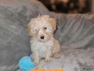 Maltipoo honden Mooie maltipoo pups 8 weken oud - Advertentie 12