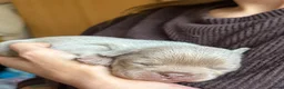 Franse Bulldog honden te koop: Mooi franse bulldog pups - Advertentie 15