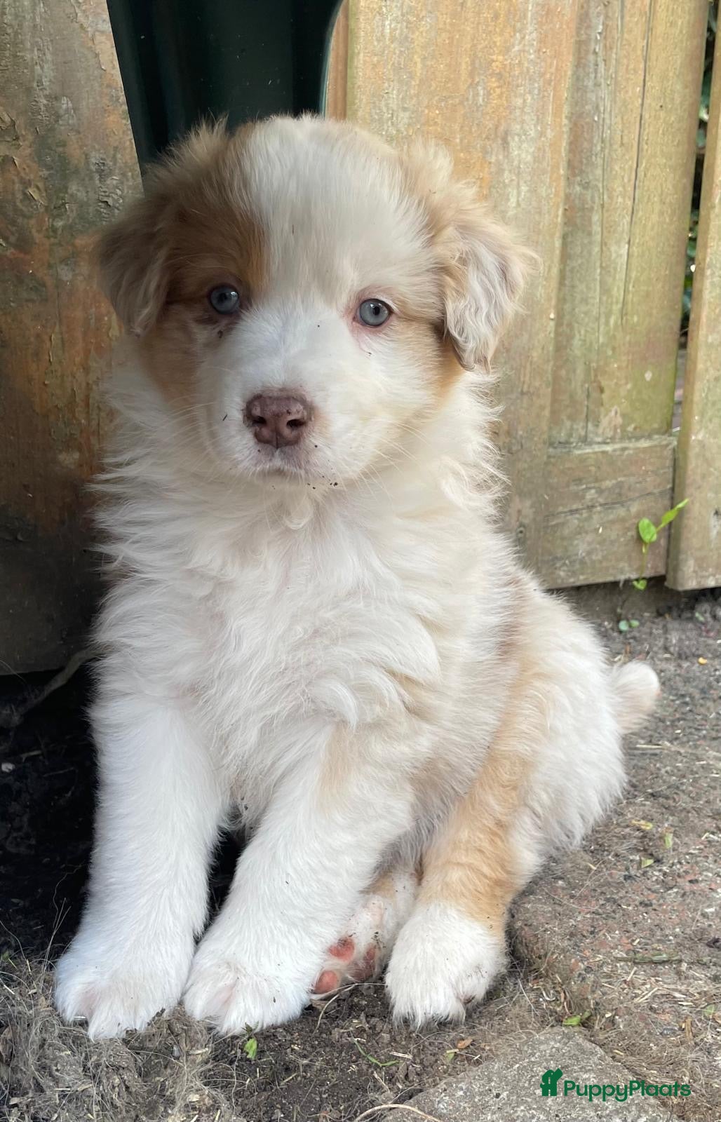 Australian Shepherd honden Super lieve Red Merle Australische herder pup - Advertentie 3