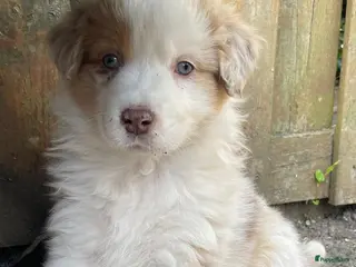 Australian Shepherd honden Super lieve Red Merle Australische herder pup - Advertentie 3