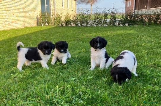 Friese Stabij honden Friese Stabij puppy's - Advertentie 1