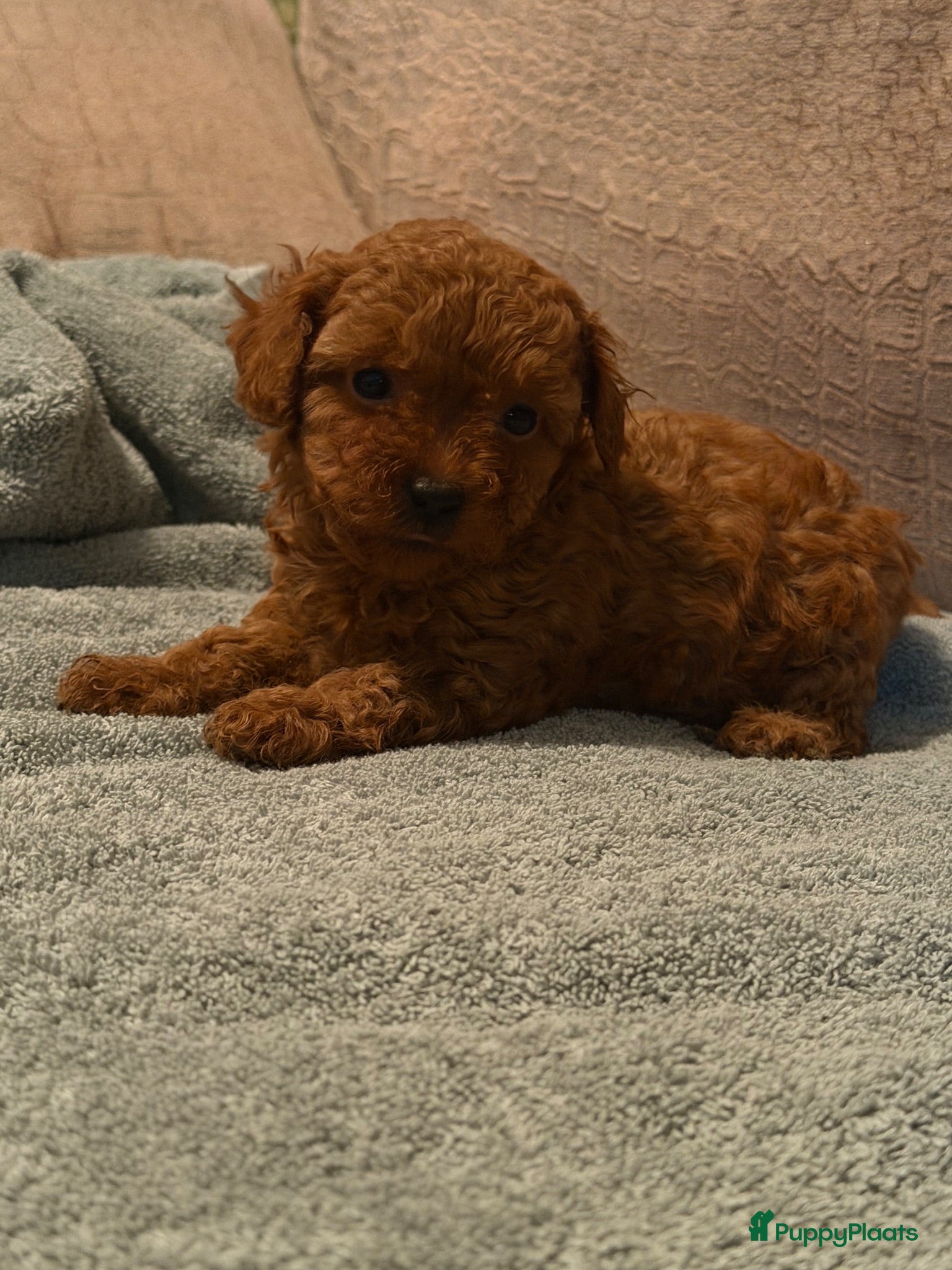 Poedel Toy honden Toy Poedel Pups  - Advertentie 2