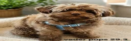 Boomer honden te koop: Super mooi gezonde boomer pups. Shi tzu X Maltezer - Advertentie 15