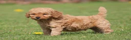 Cockapoo honden te koop: Cockapoo pups - Advertentie 12