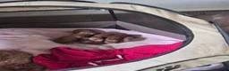 Poedel Toy honden te koop: Hoera...een vijfling geboren❣️ - Advertentie 5
