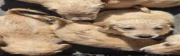 Flatcoated Retriever honden te koop: Te koop Flatcoated Retriever pups  - Advertentie 3
