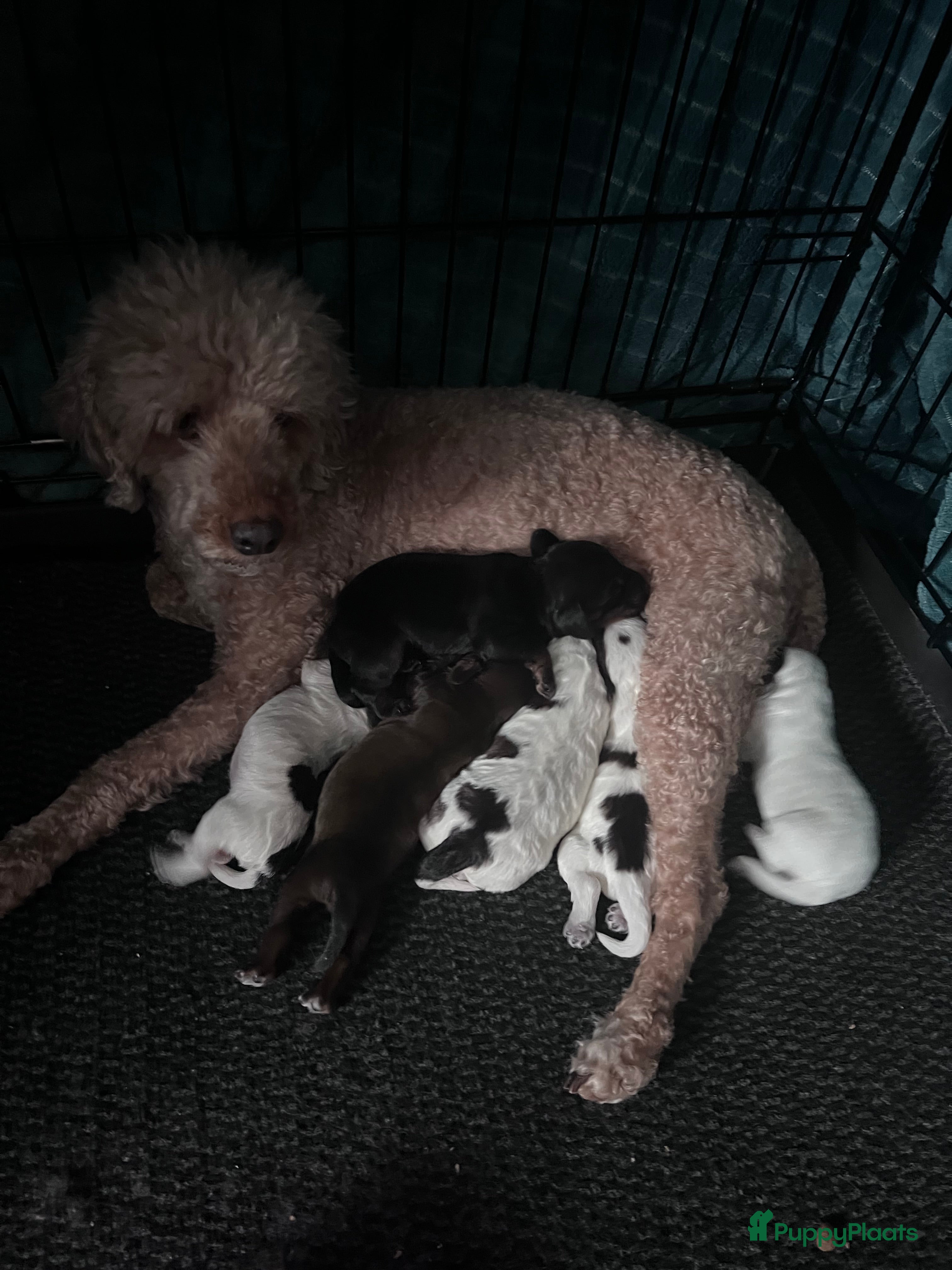 Cockapoo honden Cockapoo pups geboren  - Advertentie 2