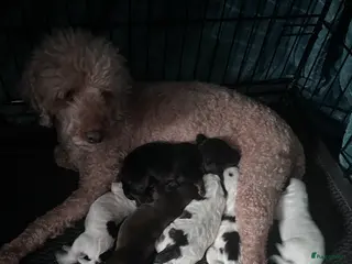 Cockapoo honden Cockapoo pups geboren - Advertentie 2