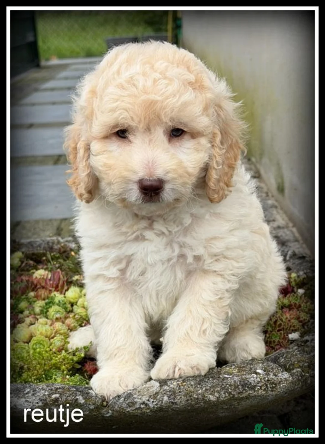Labradoodle honden te koop: Labradoodle pups +/- 45cm inprijs verlaagd ivm vak - Advertentie 1