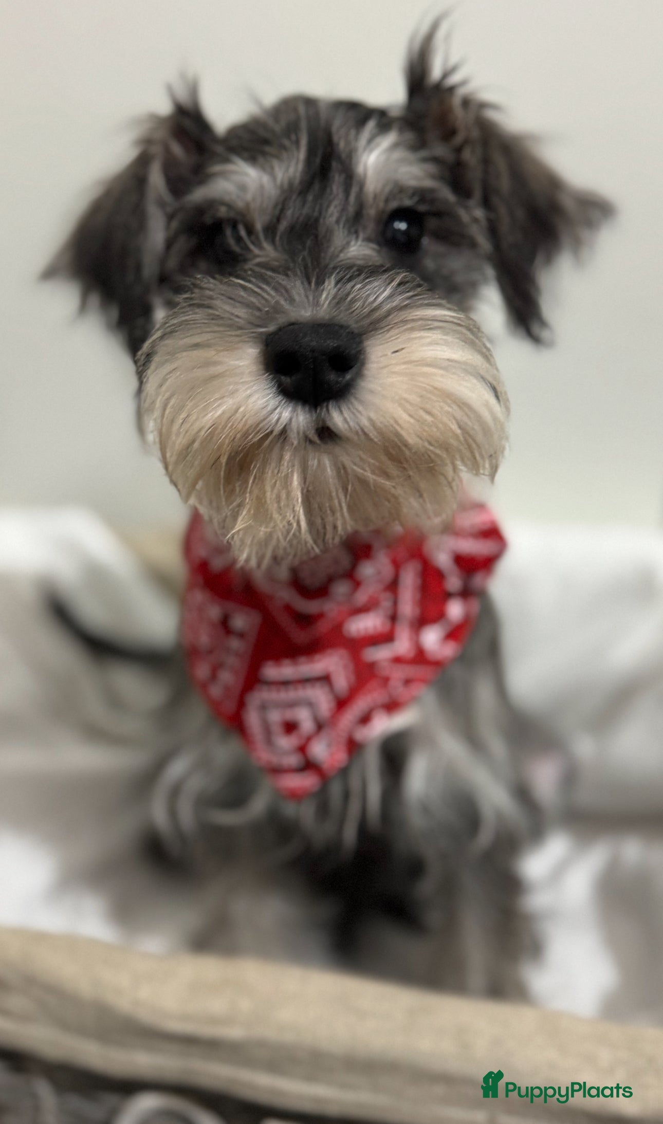 Dwergschnauzer honden Dwergschnauzer pups te koop - Advertentie 17