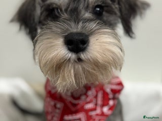 Dwergschnauzer honden Dwergschnauzer pups te koop - Advertentie 4