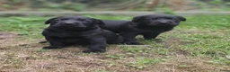 Labrador Retriever honden te koop: Labrador Retriever pups  - Advertentie 8