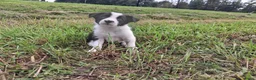 Border Collie honden te koop: Mooie, lieve en gesocialiseerde border collie - Advertentie 25