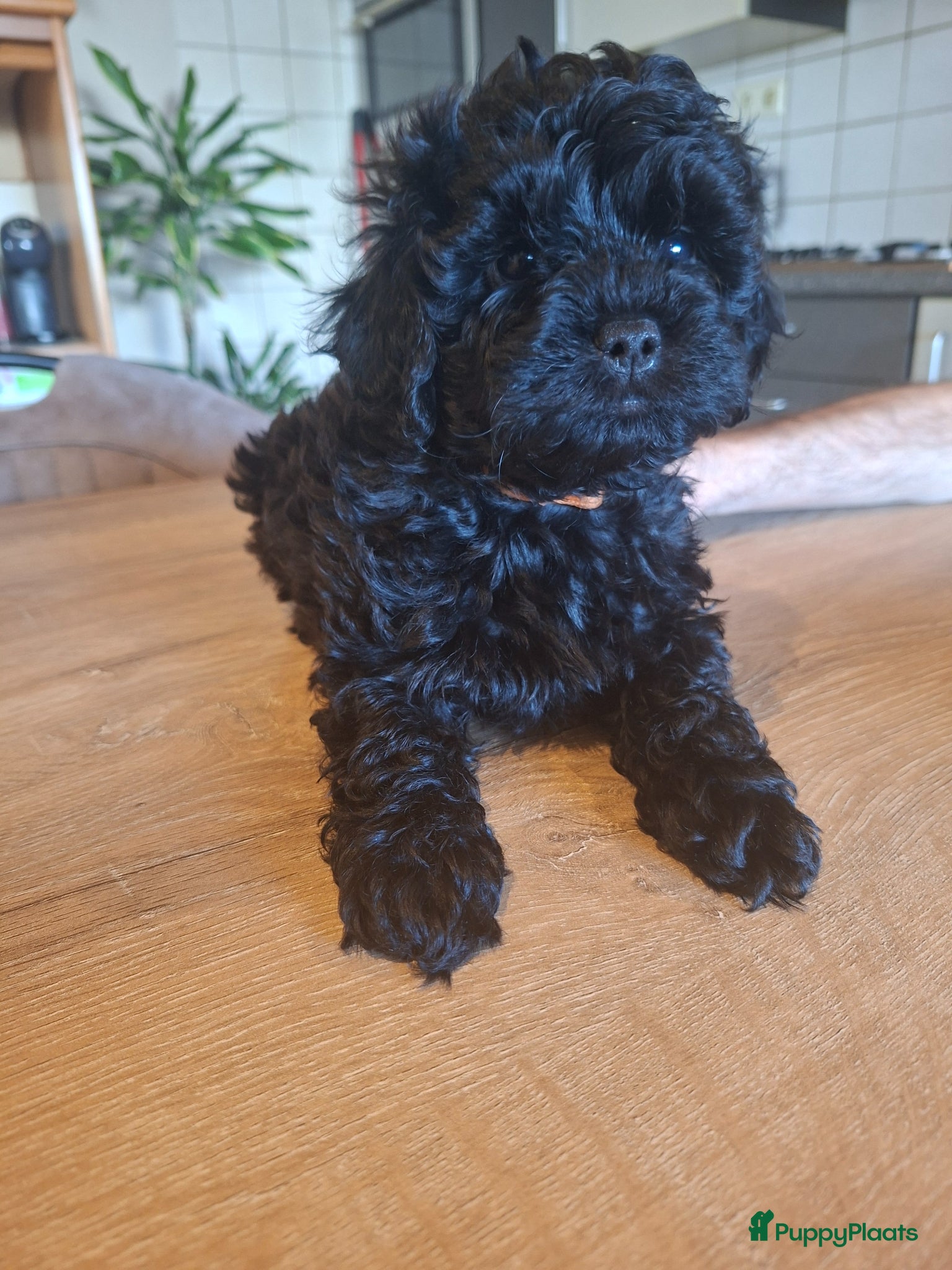 Shihpoo honden Te koop aangeboden Shihpoopups - Advertentie 2