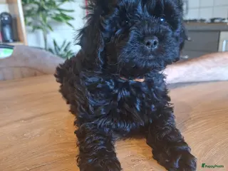 Shihpoo honden Te koop aangeboden Shihpoopups - Advertentie 2