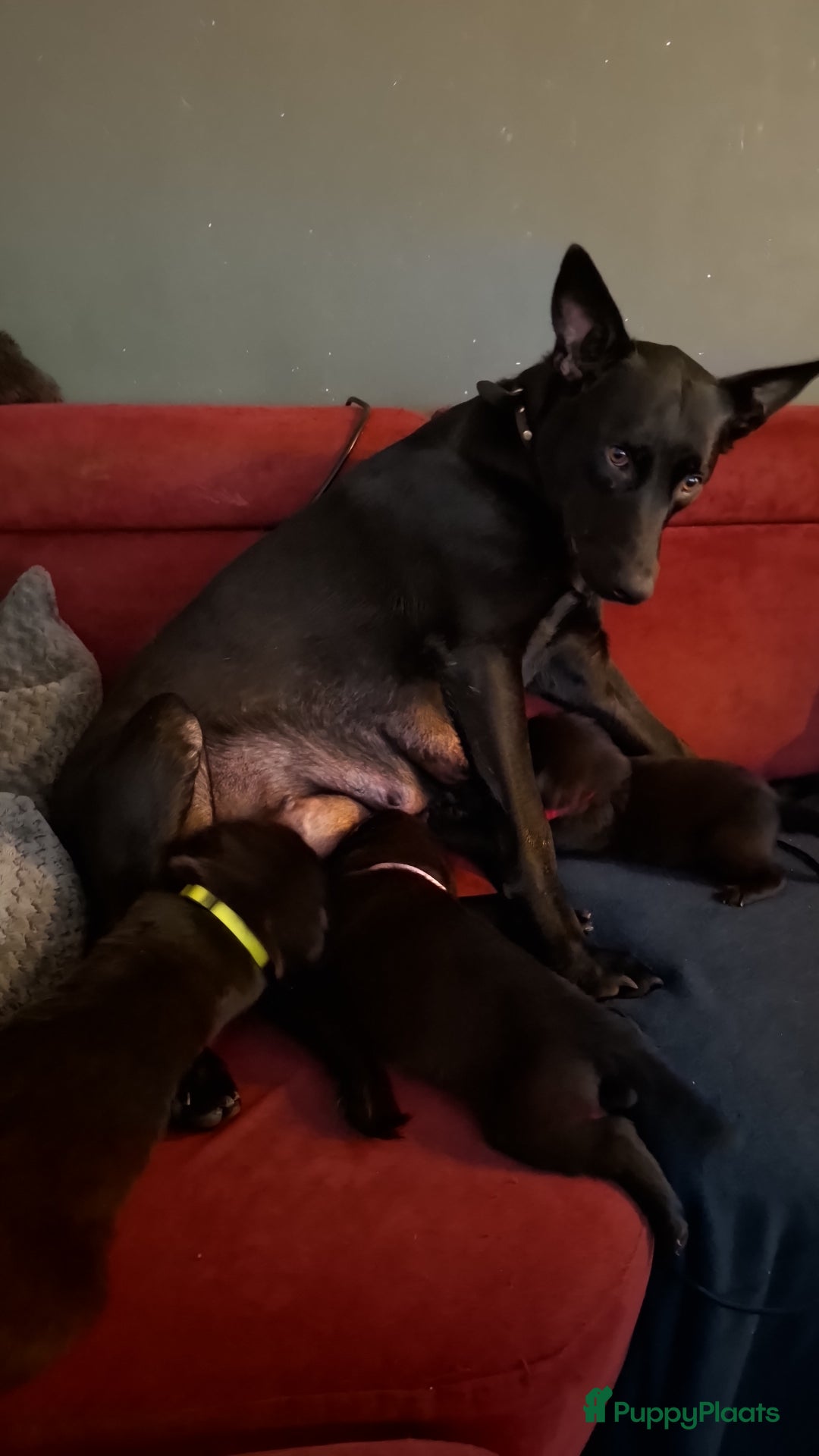 Kruising honden te koop: Kruising mechelse Hollandse herder x duitse herder - Advertentie 1