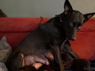 Kruising honden Kruising mechelse Hollandse herder x duitse herder - Advertentie 1