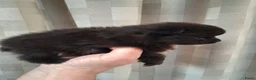Pomeriaan honden te koop: Pomeranian zwart teefje - Advertentie 4