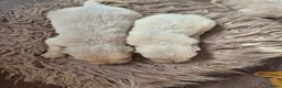Golden Retriever honden te koop: Prachtige golden retriever pups - Advertentie 6