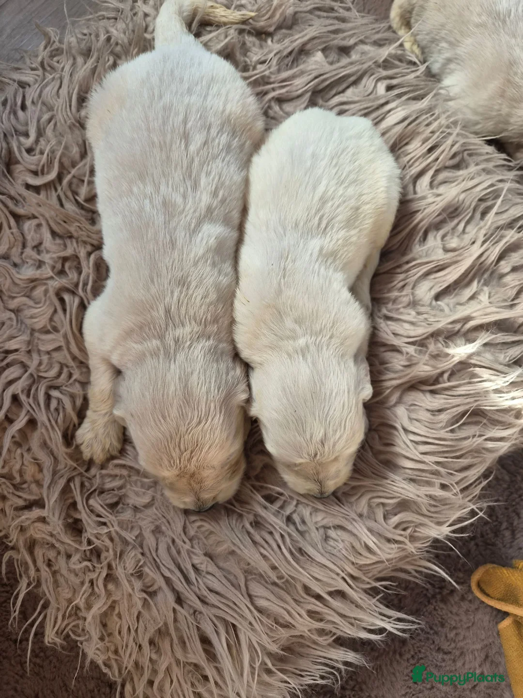 Golden Retriever honden te koop: Prachtige golden retriever pups - Advertentie 6
