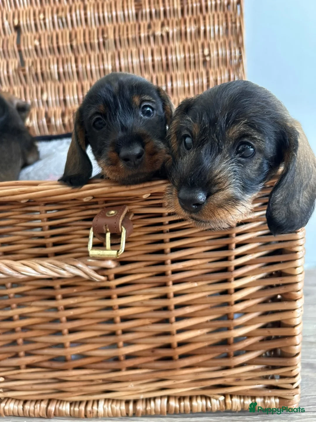Ruwhaar Teckel honden te koop: Prachtige ruwhaar teckelpups kaninchen/dwerg - Advertentie 1