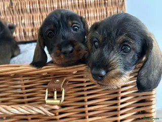 Ruwhaar Teckel honden Prachtige ruwhaar teckelpups kaninchen/dwerg - Advertentie 3