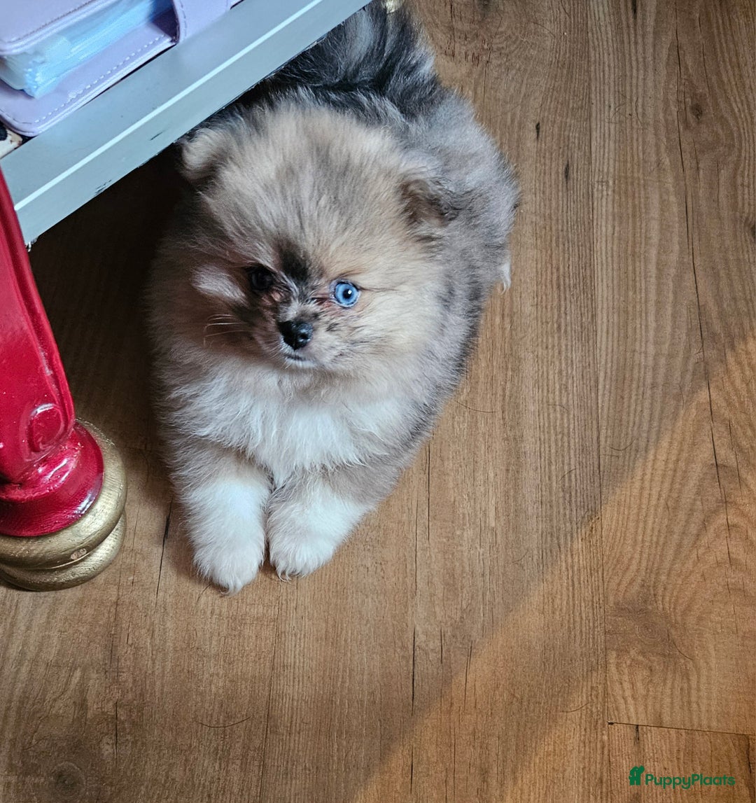 Pomeriaan honden te koop: mooie pomeriaan pups - Advertentie 1