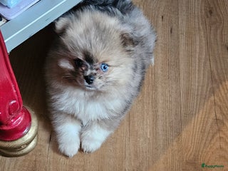 Pomeriaan honden mooie pomeriaan pups - Advertentie 1