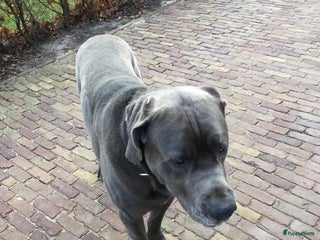 Kruising honden Dekreu in Steggerda - Advertentie 8