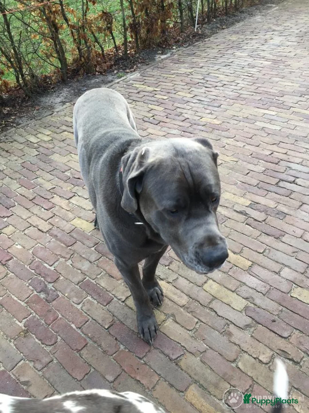 Kruising honden ter dekking: Dekreu in Steggerda - Advertentie 1