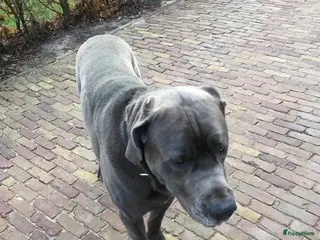 Kruising honden Dekreu in Steggerda - Advertentie 3