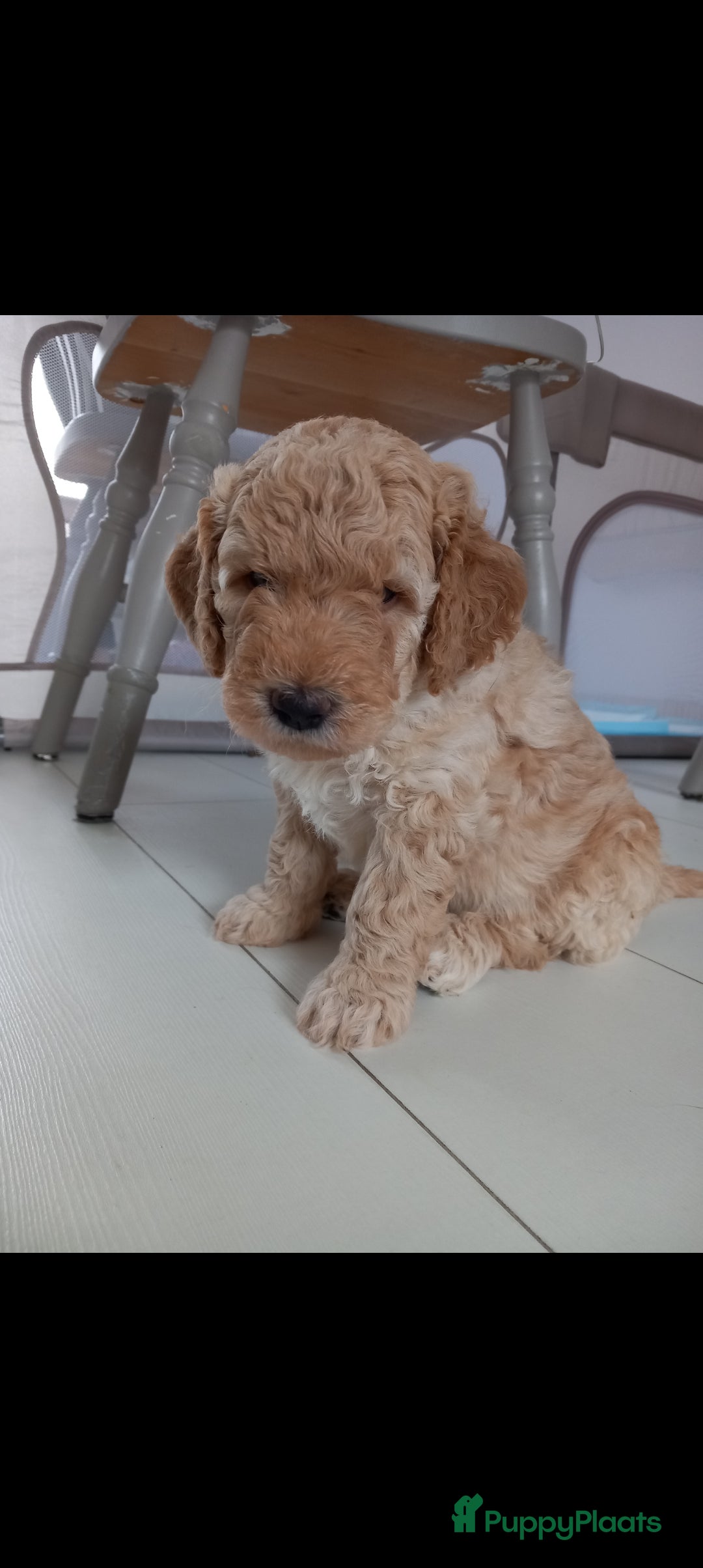 Kruising honden te koop: Prachtige Australian (halve) labradoodle puppies  - Advertentie 12