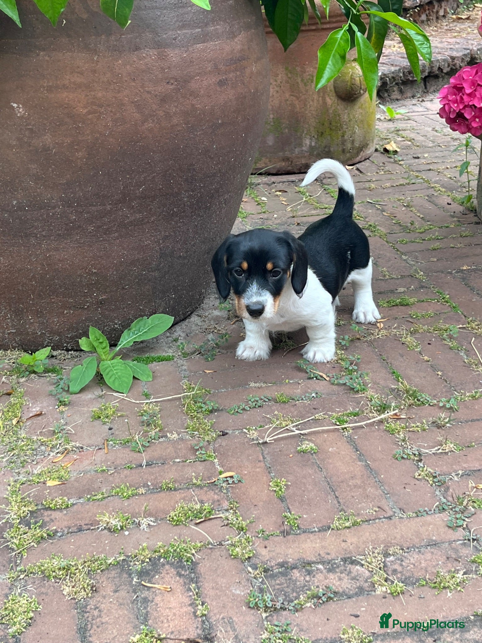 Ruwhaar Teckel honden Nest Ruwhaar Piebald Dwergteckels - Advertentie 1