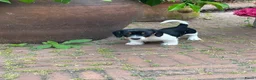 Ruwhaar Teckel honden te koop: Nest Ruwhaar Piebald Dwergteckels - Advertentie 1