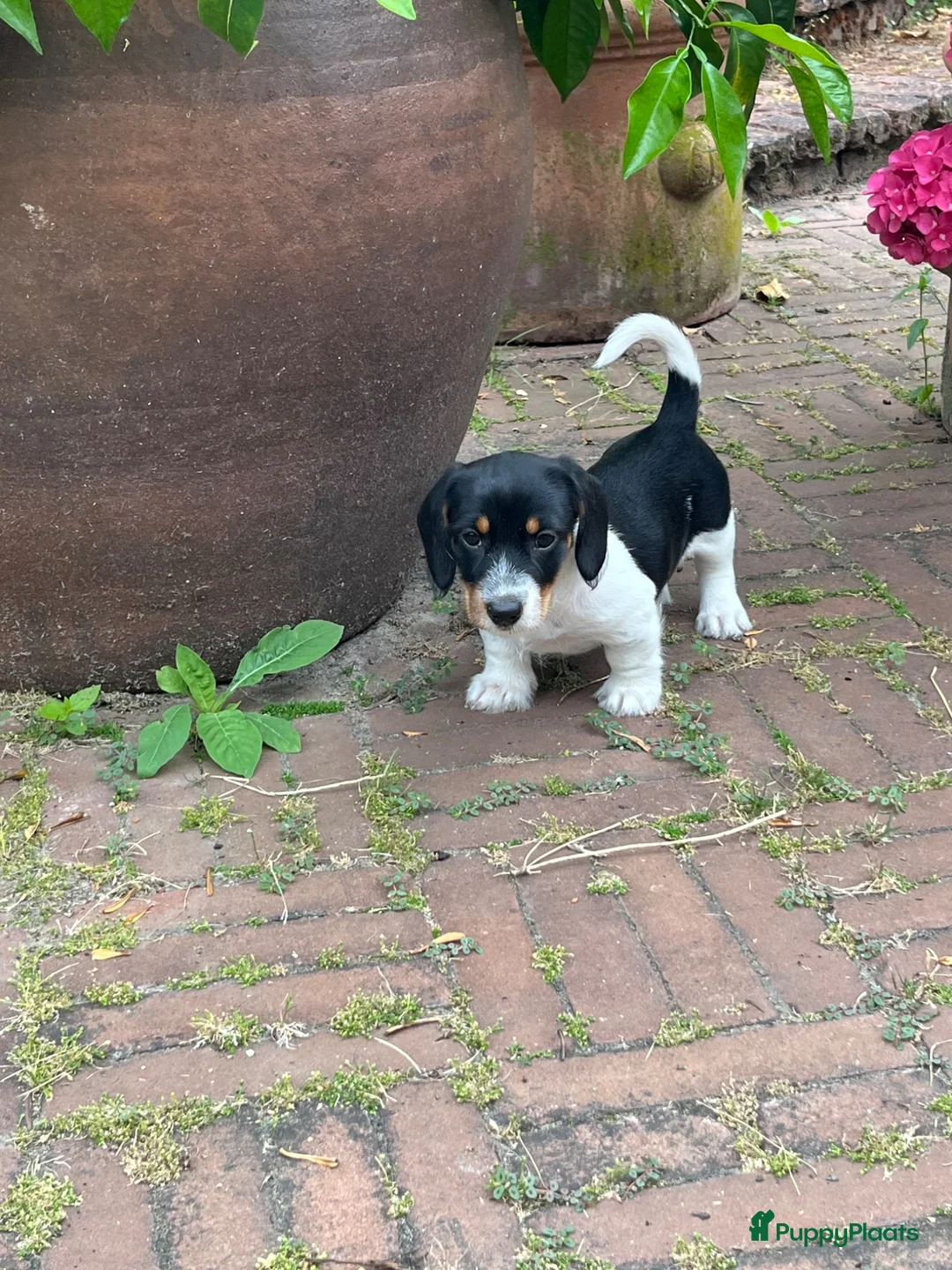 Ruwhaar Teckel honden te koop: Nest Ruwhaar Piebald Dwergteckels - Advertentie 1