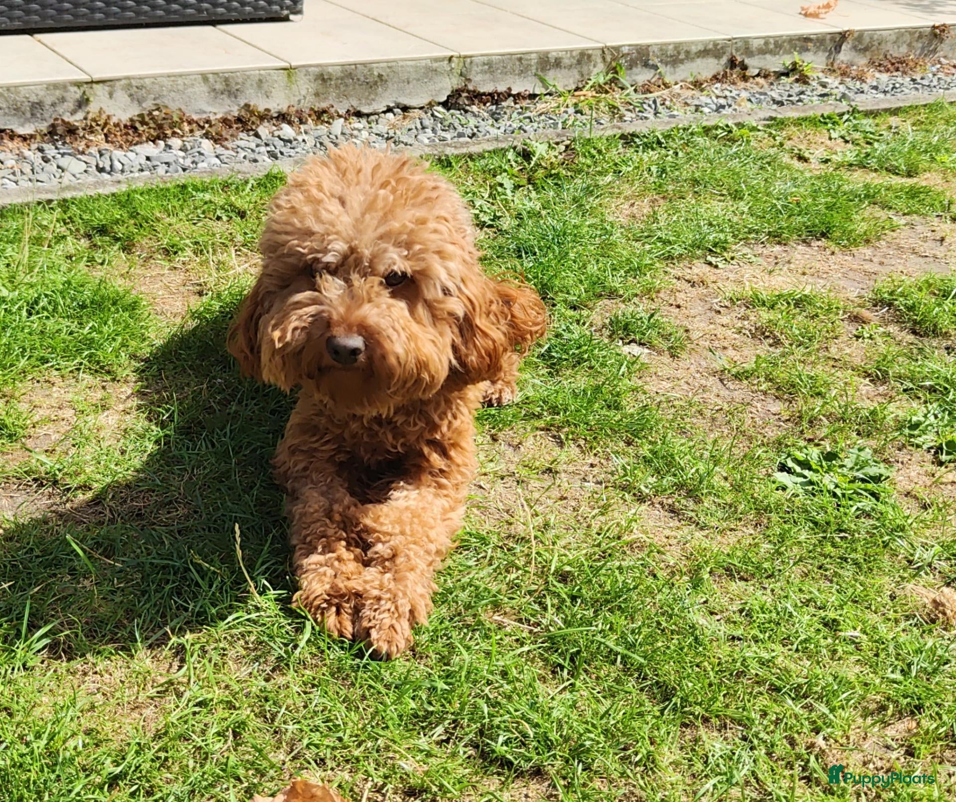 Kruising honden Dwergpoedels puppy's 🥰 - Advertentie 1