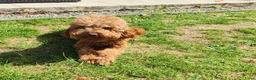 Kruising honden te koop: Dwergpoedels puppy's 🥰 - Advertentie 1
