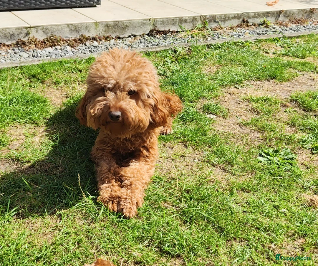 Kruising honden te koop: Dwergpoedels puppy's 🥰 - Advertentie 1